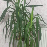 گل طبیعی زیبا وشاداب|گل و گیاه طبیعی|جوانرود, |دیوار