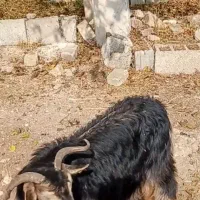 فروش فوری 5 عدد بز محلی با هم|حیوانات مزرعه|جوانرود, |دیوار