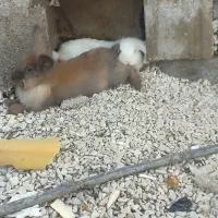 دوعدد خرگوش لوپ|موش و خرگوش|اندیمشک, |دیوار