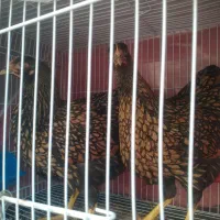 جوجه شش ماهه