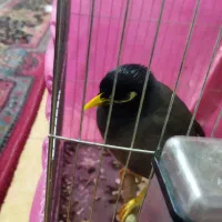 مرغ مینا سخنگو