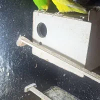 مرغ عشق|پرنده|نظرآباد, نظرآباد|دیوار