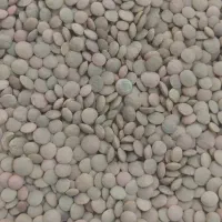 عدس محلی مغان