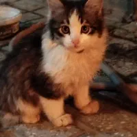 واگذاری گربه