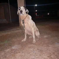 ماده بولی درشت