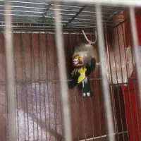 سهره|پرنده|ایذه, |دیوار