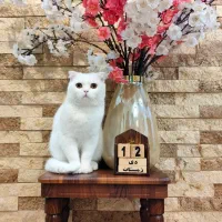 واگذاری گربه