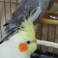 فروش یک جفت عروس هلندی نر و ماده