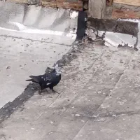 کبوتر|پرنده|تبریز, |دیوار