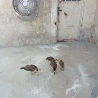 طاووس‌نروجوجه‌طاووس‌ارسال‌ازباغملک|پرنده|اهواز, کوی نفت|دیوار