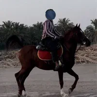 اسب نریون درشور