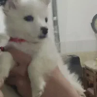 سگ کوچولو شیطون