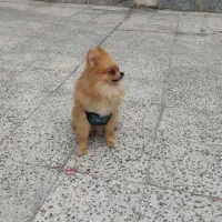 سگ پامر وارداتی مستقیم