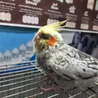 دامپزشک منزل سگ گربه پرندگان واکسیناسیون ویزیتفوری|خدمات پیشه و مهارت|تهران, نصرت|دیوار