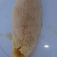 عسل کوهی( زنبور ریز )