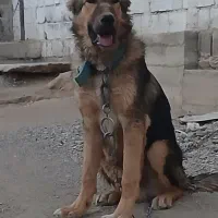 سگ خراسانی