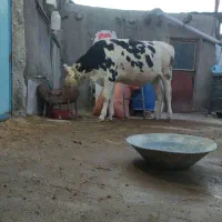 گاو  .گوساله  پروری بهترین خوراک گوشتی مال قصاب|حیوانات مزرعه|تبریز, |دیوار