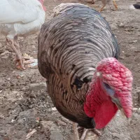 بوقلمون طبیعی دوتا نر دوتا ماده|پرنده|دره رود, |دیوار