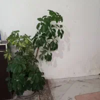 گل شفلرا پنچ انگشتی سر حال براق|گل و گیاه طبیعی|نیشابور, کوی حسینی|دیوار