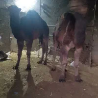 شتر نرچاق سرک دار