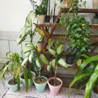 گلها همه با هم|گل و گیاه طبیعی|لنجان, |دیوار