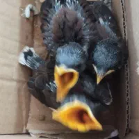 جوجه مینا