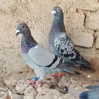 کبوتر