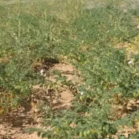 به تعدادی کارگر برای کار بژار و دسکنه نیازمندیم