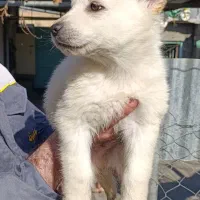 توله ژرمن وایت|سگ|شهریار, رزکان|دیوار