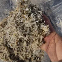 چغندر وتفاله چغندر وسیب وذرت|عمده‌فروشی|تکاب, |دیوار