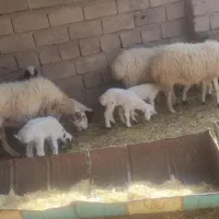 گوسفند قیمت مناسب