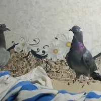 کفتر|پرنده|سراوان, |دیوار