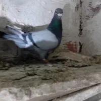 کبوتر|پرنده|اردبیل, |دیوار