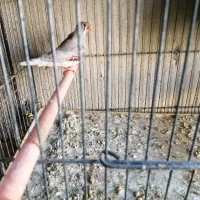 کوتوله مرغ عشق فنچ|پرنده|گلبهار, شهر جدید گلبهار|دیوار