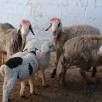 میش بره دار|حیوانات مزرعه|مرودشت, مختارآباد|دیوار