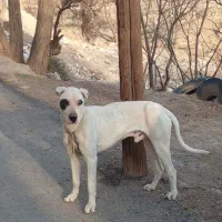 سگ نر