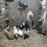 رنگه وآلمانی