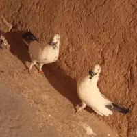 ۲۰تا کفتر پرشی همه تضمینی همه خال توشونه|پرنده|طرهان, |دیوار