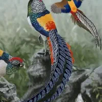 عروس هلندی