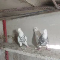 کبوتر طوقی