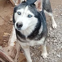 حیوان خانگی