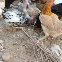 مرغ تخم گذار