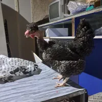 مرغ تخمگذار  محلی وگردن لختی