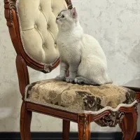 گربه بریتیش