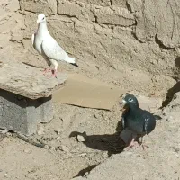 مگس‌چاپی‌و‌دم‌سیاه‌اصل