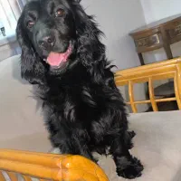 سگ نر و ماده کوکر اسپنیل|سگ|قزوین, |دیوار