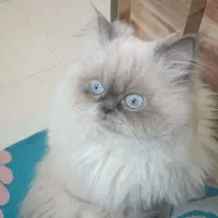 گربه هیمالین نر سه ساله