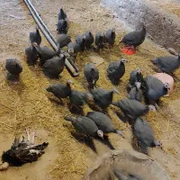 مرغ شاخدار یا سیستم یا به عبارتی مروارید|حیوانات مزرعه|کیاسر, |دیوار