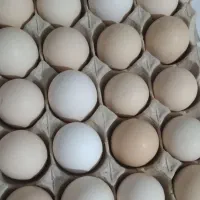 تخم مرغ سالم ومحلی