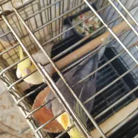 جفت عروس هلندی|پرنده|آمل, |دیوار